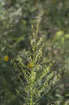 Canadian horseweed